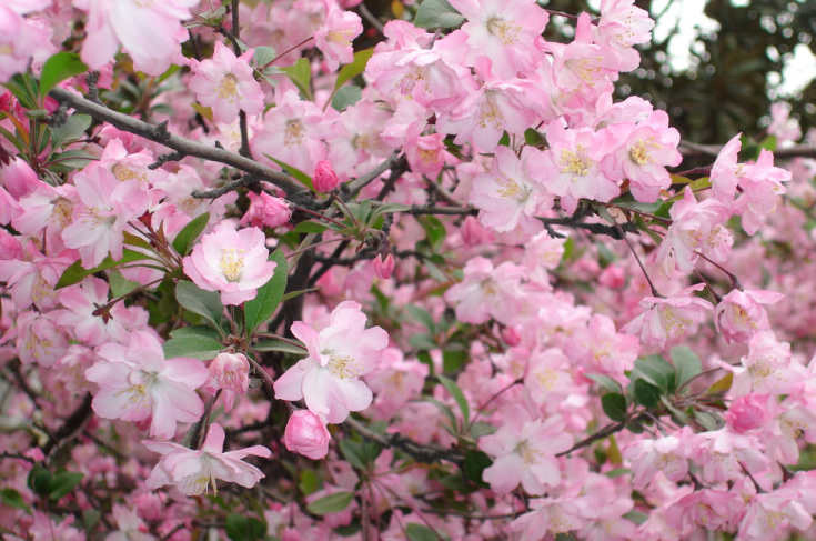 遇见,樱花开 遇见,樱花开