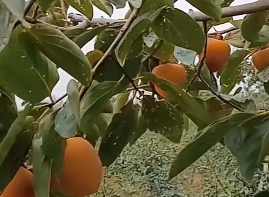 我家的老柿树 我家的老柿树
