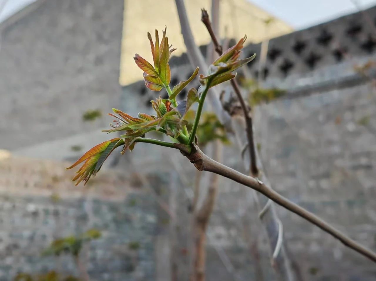 又到椿芽采摘时 又到椿芽采摘时