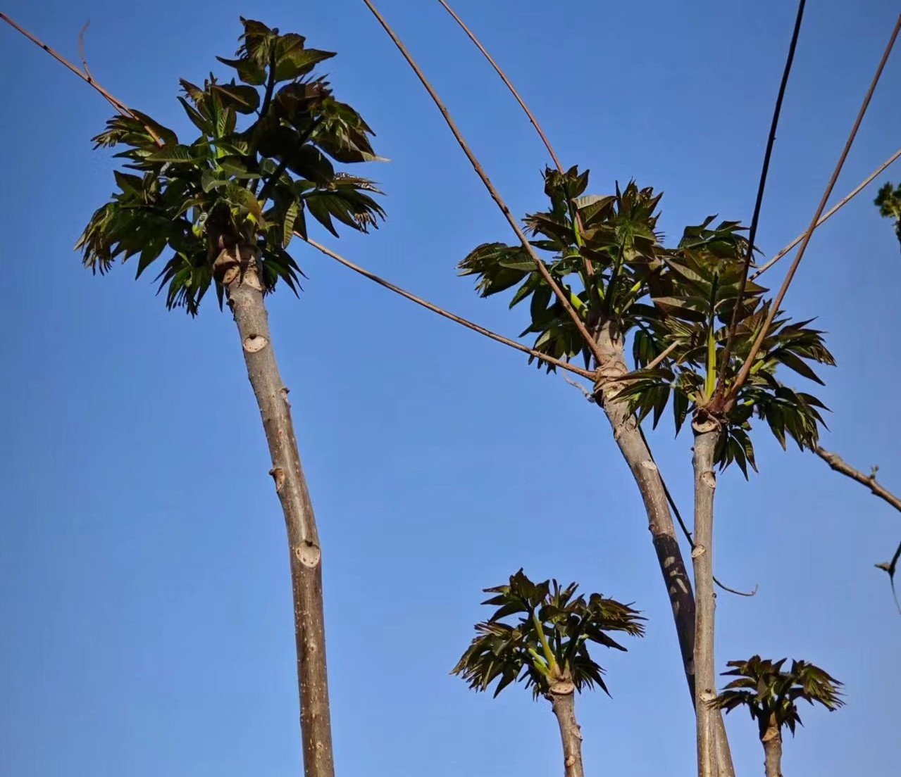 又到椿芽采摘时 又到椿芽采摘时