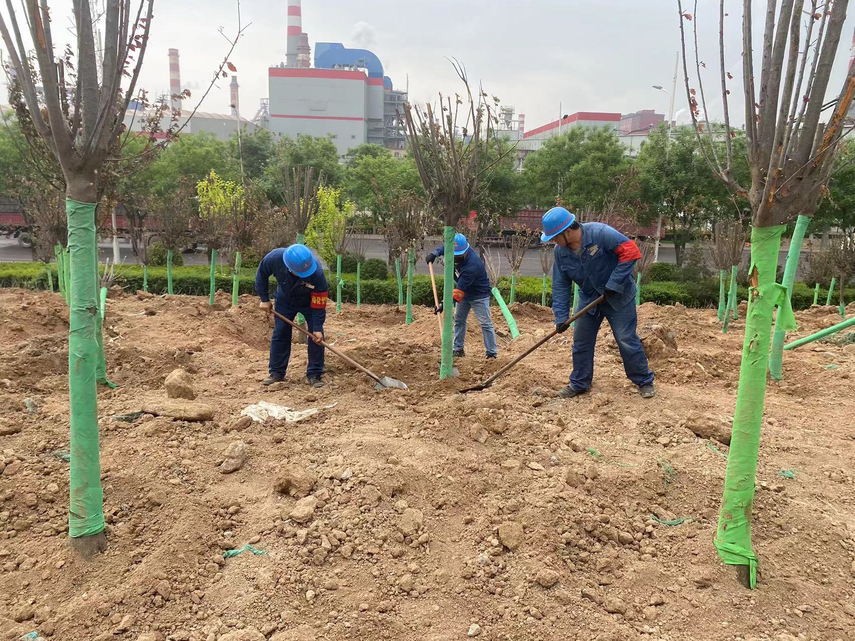 “植”此青绿 绘就绿色钢城新图景