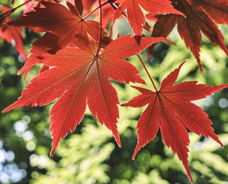 钢城秋色胜春朝