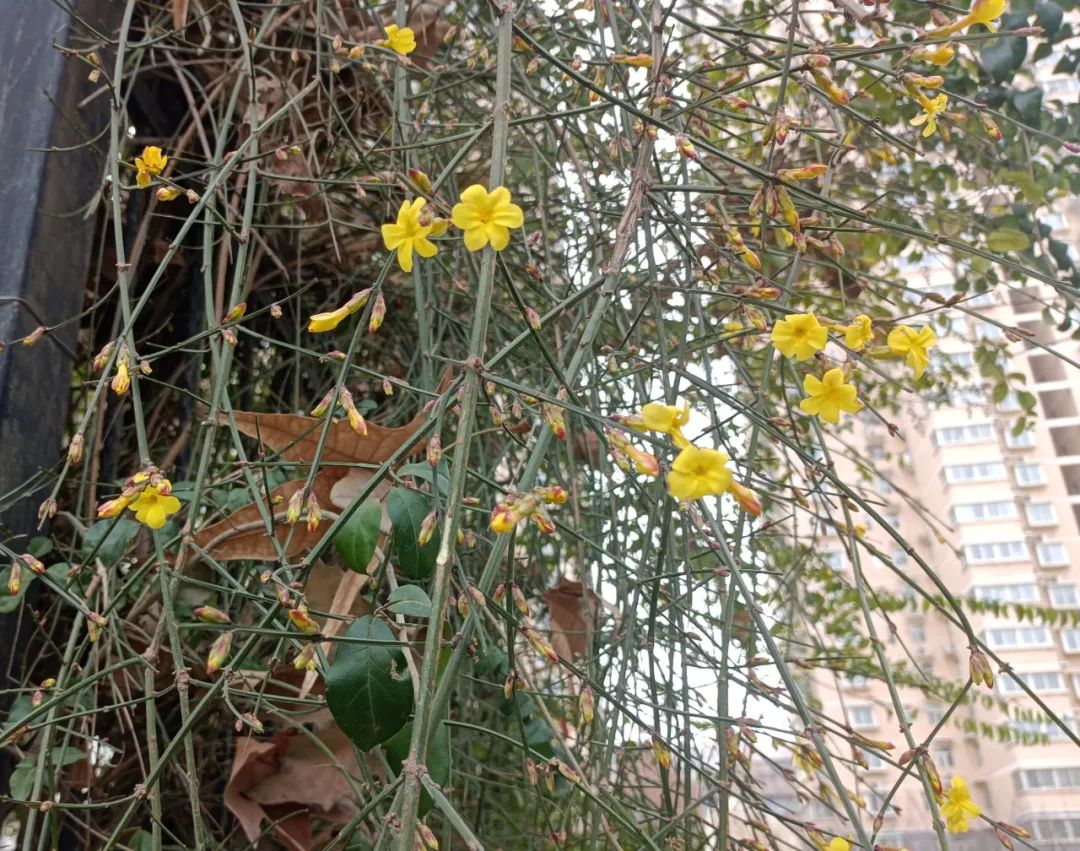 迎春花开，奔赴希望之约