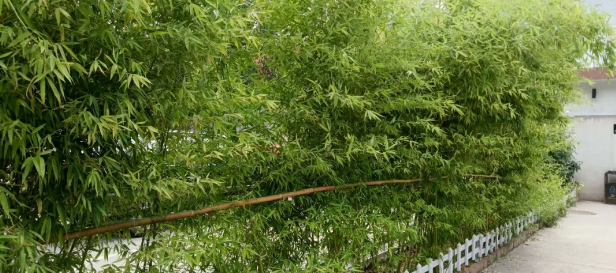 竹林深处是吾家 竹林深处是吾家